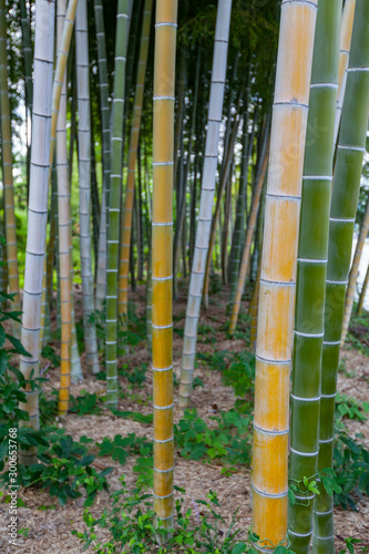 bamboo trunks in Bamboo Forest, Hiroshima, Japan.
