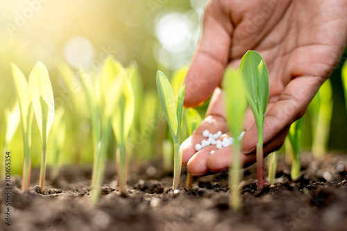 The seedlings of the corn are flourishing and the hands of the farmer man are fertilizing for growth.