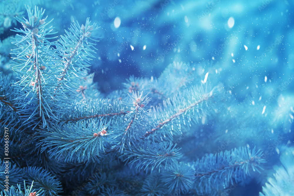 Winter christmas background with copy space, bokeh, snowflakes. Snowy landscape with fir branches. Blue toning