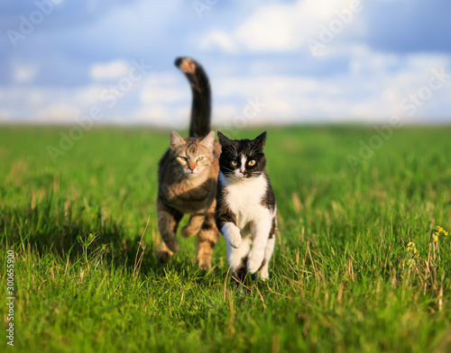 two cute beautiful pet cats are running fast on the green the grass on the su...