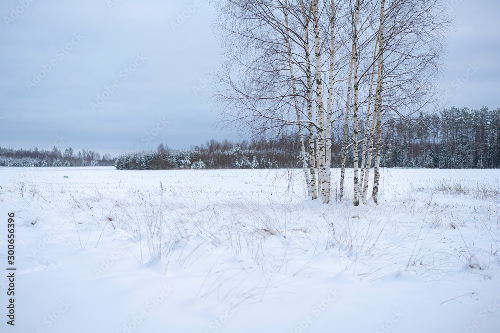 Obraz premium Winter scene 04