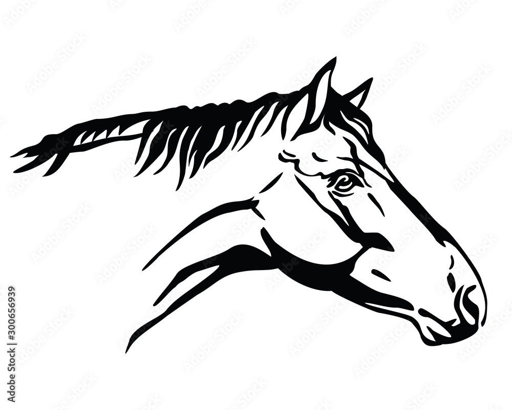 Vector horse portrait Vector horse portrait