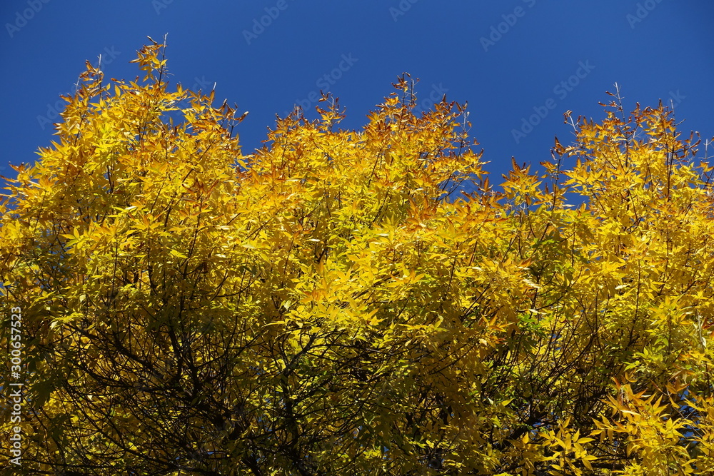 Different shades of yellow in autumnal leafage of ash tree against blue sky