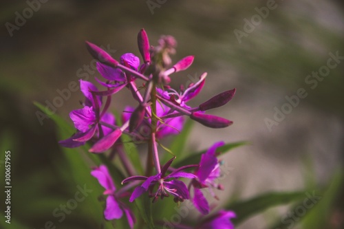 Pink flower in nature  forest in Sweden.