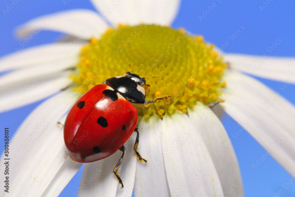Ladybug leisurely runs on a field flower named Daisy. Ladybug leisurely runs on a field flower named Daisy.