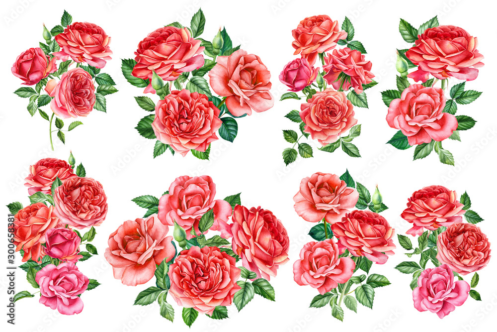 set of bouquets of flowers red roses on a white background, watercolor hand drawing, botanical painting