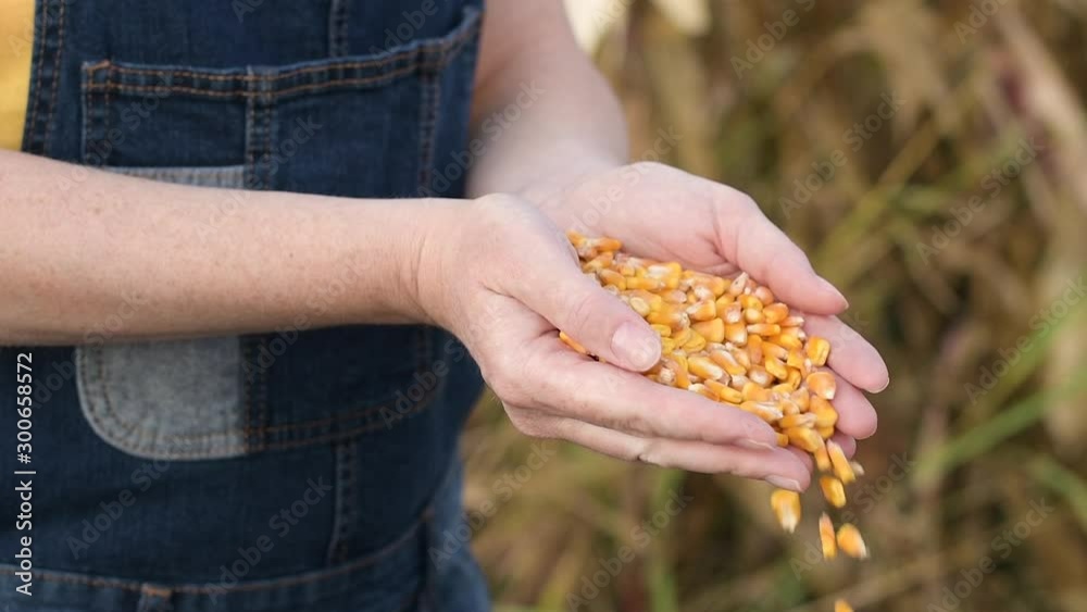 Female farmer pouring corn kernels from cupped hands Female farmer pouring corn kernels from cupped hands