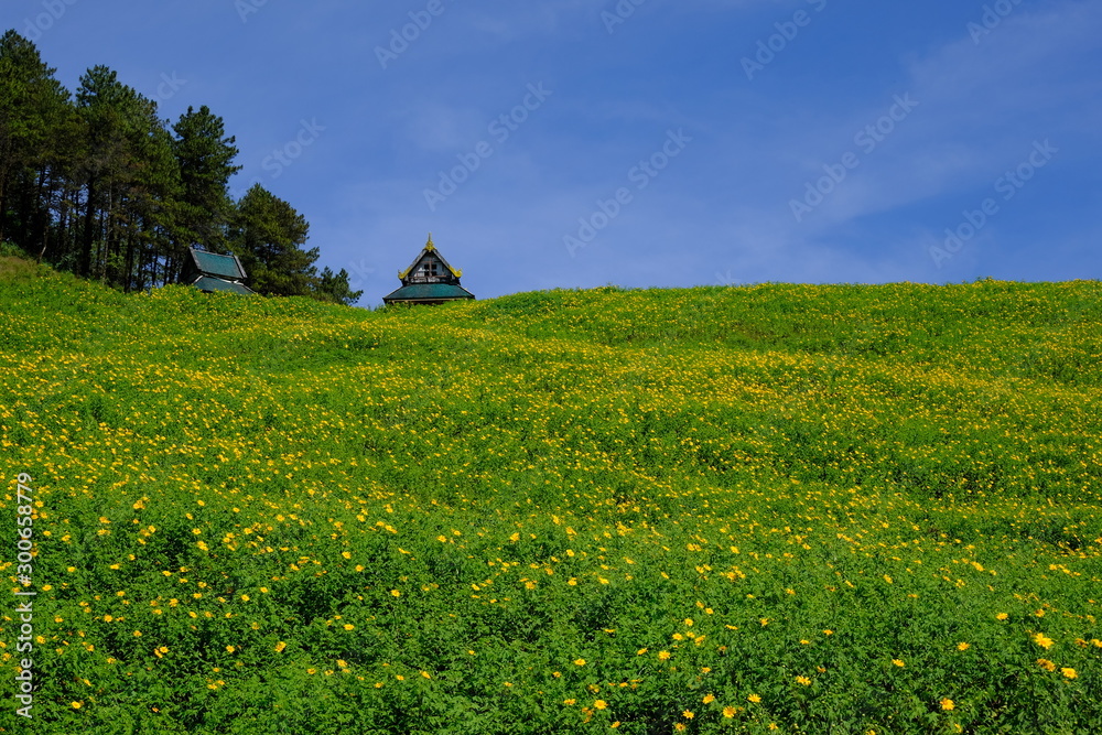 Yellow flowers on the hills and blue skies Yellow flowers on the hills and blue skies