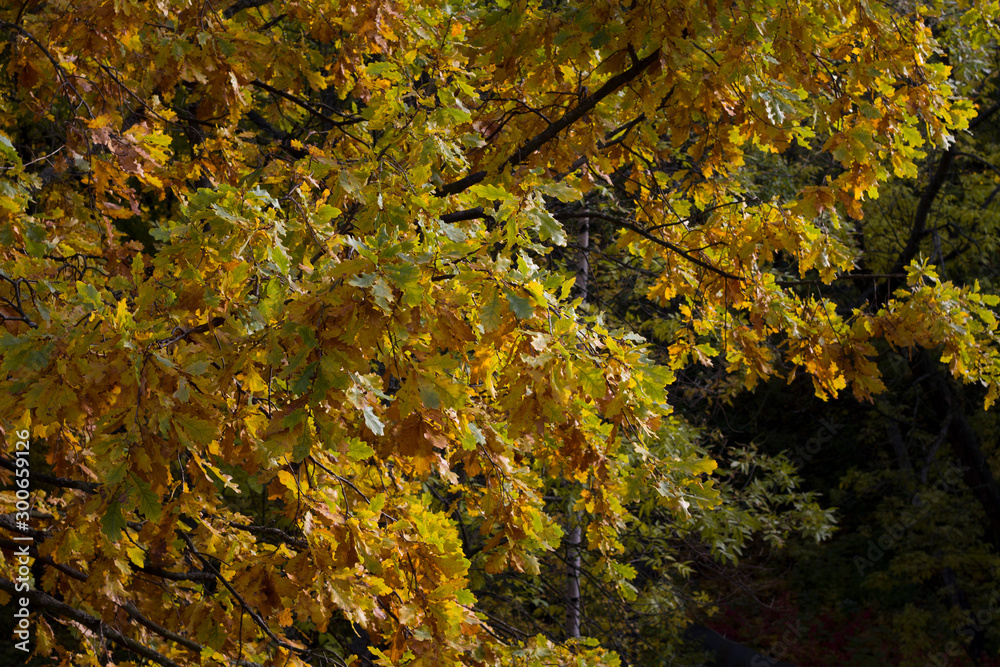 closeup of a tree branch with autumn yellow leaves lit by the sun on a blurred background closeup of a tree branch with autumn yellow leaves lit by the sun on a blurred background