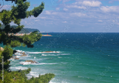 동해바다물 과 소나무