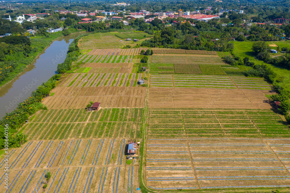 Aerial drone image of beautiful vegetable farm and paddy field pattern at Sabah, Borneo 