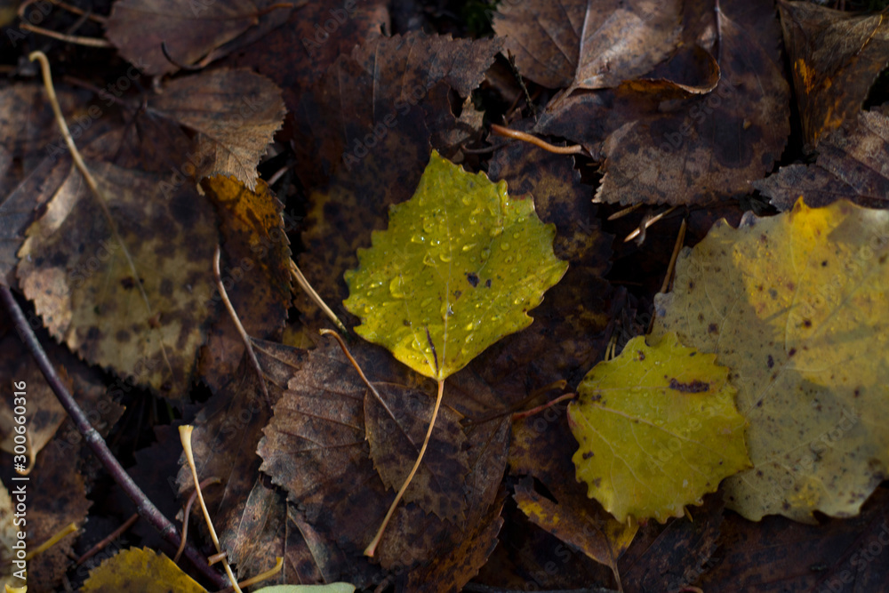 Autumn fallen leaves closeup lit by sunlight with drops of water after rain Autumn fallen leaves closeup lit by sunlight with drops of water after rain