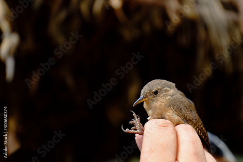 House wren (Troglodytes aedon) captured during a course of fog nets photo