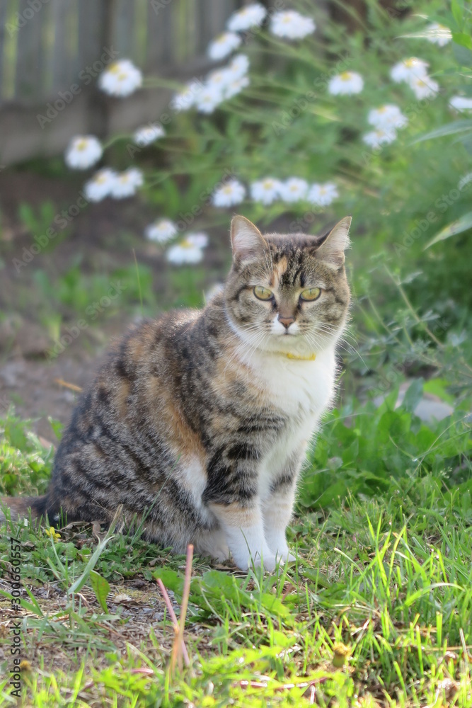 Multi-colored cat sits in the grass on a bokeh background of white daisies