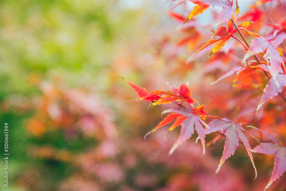 Outdoor autumn maple Japanese red maple leaf closeup,Acer palmatum atropurpureum Outdoor autumn maple Japanese red maple leaf closeup,Acer palmatum atropurpureum