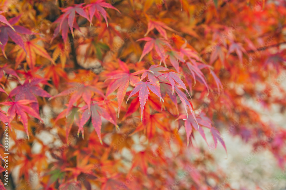 Outdoor autumn maple Japanese red maple leaf closeup,Acer palmatum atropurpureum Outdoor autumn maple Japanese red maple leaf closeup,Acer palmatum atropurpureum