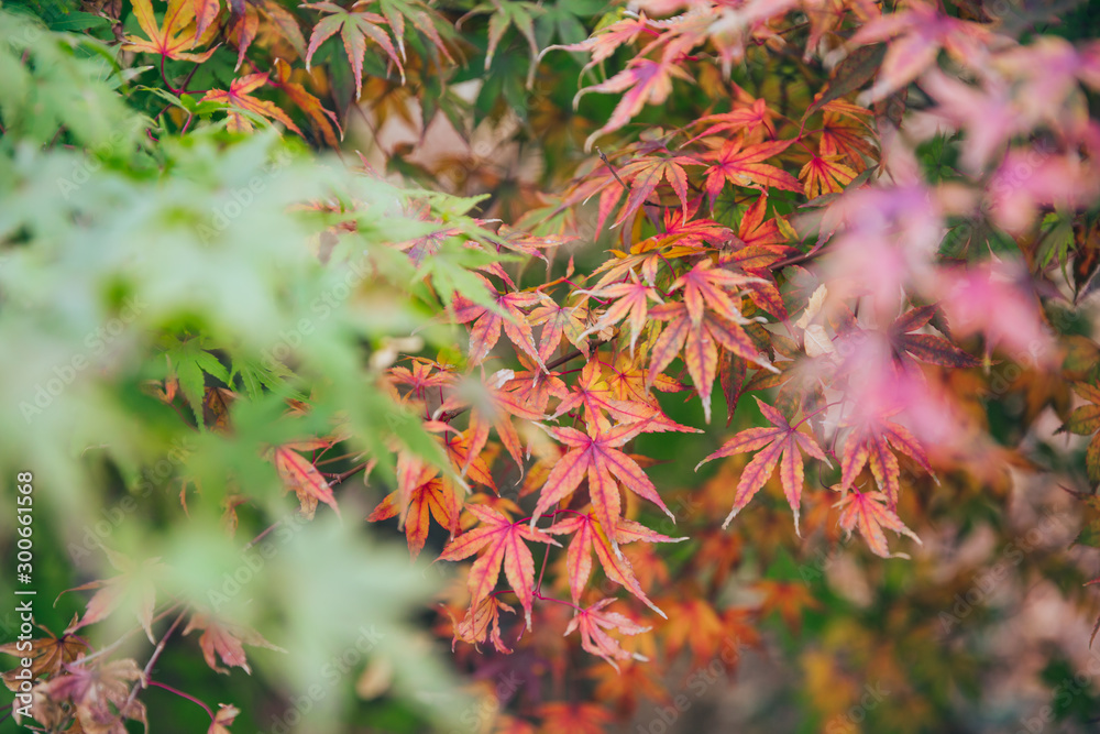 Outdoor autumn maple Japanese red maple leaf closeup,Acer palmatum atropurpureum Outdoor autumn maple Japanese red maple leaf closeup,Acer palmatum atropurpureum