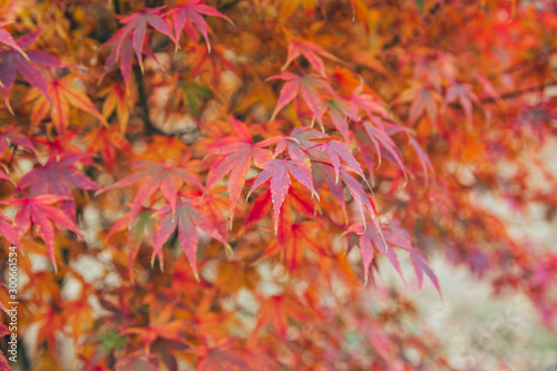 Outdoor autumn maple Japanese red maple leaf closeup，Acer palmatum atropurpureum