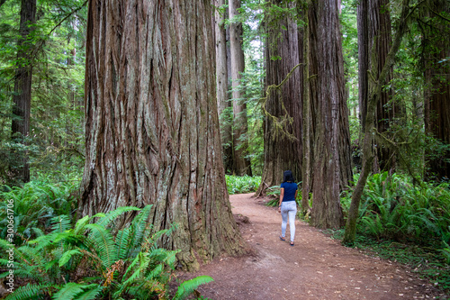 Young girl walking on trail in between massive redwood trees in Northern California forest - Jedediah Smith Redwoods State Park, California, USA