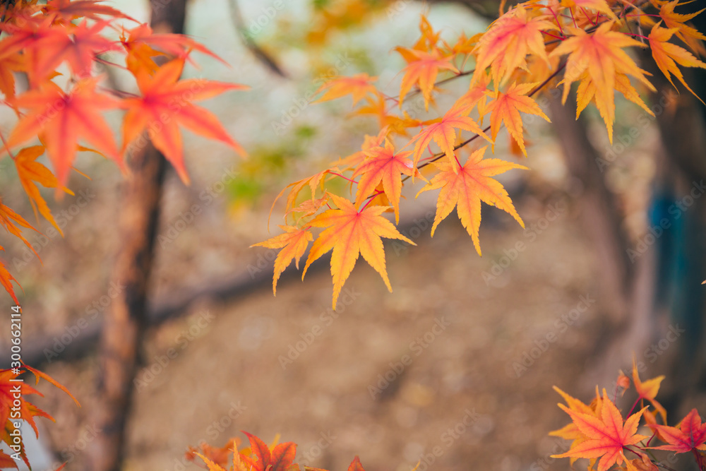 Outdoor autumn maple Japanese red maple leaf closeup,Acer palmatum atropurpureum Outdoor autumn maple Japanese red maple leaf closeup,Acer palmatum atropurpureum