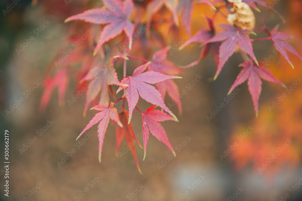 Outdoor autumn maple Japanese red maple leaf closeup,Acer palmatum atropurpureum Outdoor autumn maple Japanese red maple leaf closeup,Acer palmatum atropurpureum