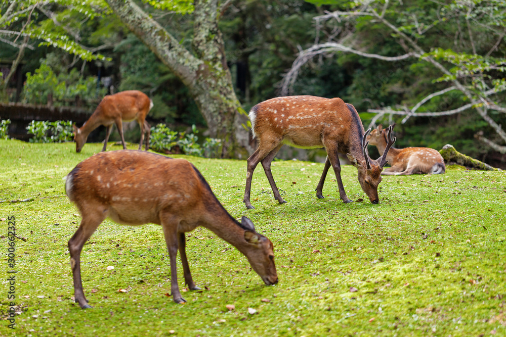 Wild deers walking around in Omoto Park, Japan Wild deers walking around in Omoto Park, Japan