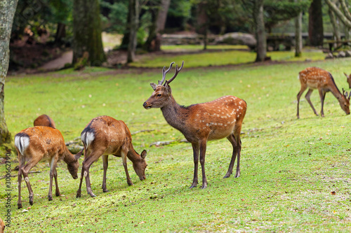 Wild deers walking around in Omoto Park  Japan