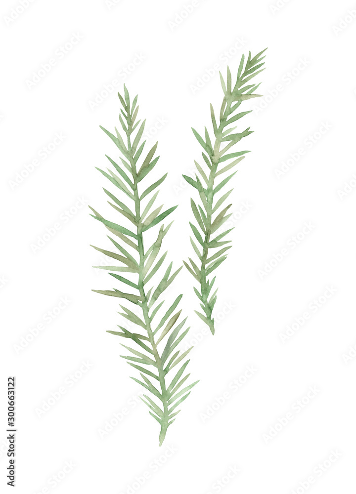 Fototapeta premium Spruce. Hand painted image isolated on a white background. Watercolor illustration.
