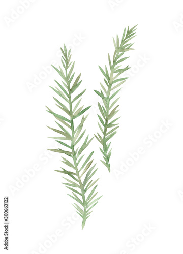 Spruce. Hand painted image isolated on a white background. Watercolor illustration.