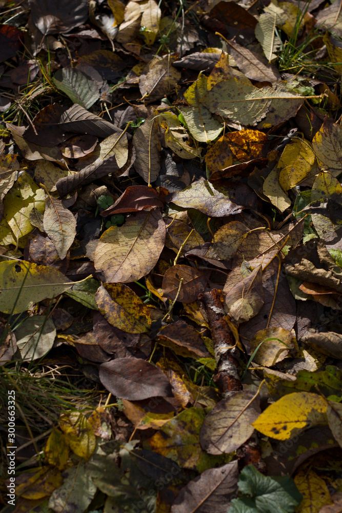 Background for the desktop. fallen leaves close-up in the forest in the rain ground blurred background Background for the desktop. fallen leaves close-up in the forest in the rain ground blurred background