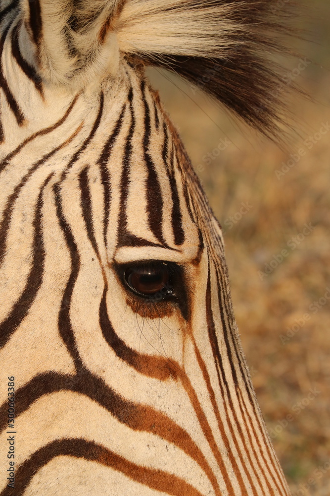 Naklejka premium Hartmanns Bergzebra Gesicht 4435