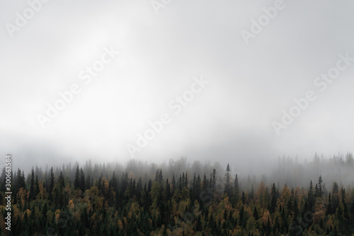 Pine forest in autumn colors and fog 1