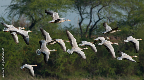 Flock Bar headed goose Flying