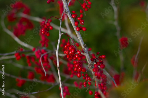 A few twig close-up with small yellow red leaves and red small berries lit by sunlight