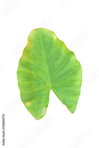 Large heart shaped green leaves of Elephant ear or taro leaf  Colocasia species  the tropical foliage plant isolated on white background  clipping path included 