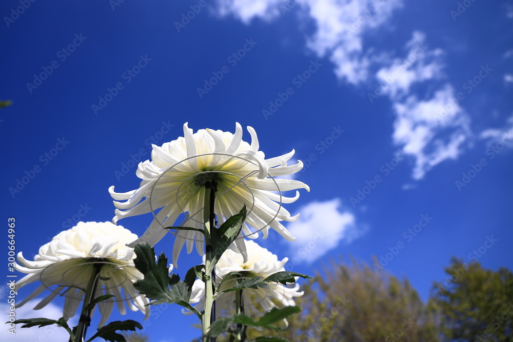 青空を見つめる白い菊たち Stock Photo Adobe Stock