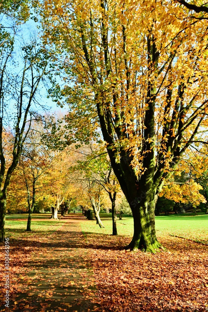 Autumn leaves on the trees in the park.