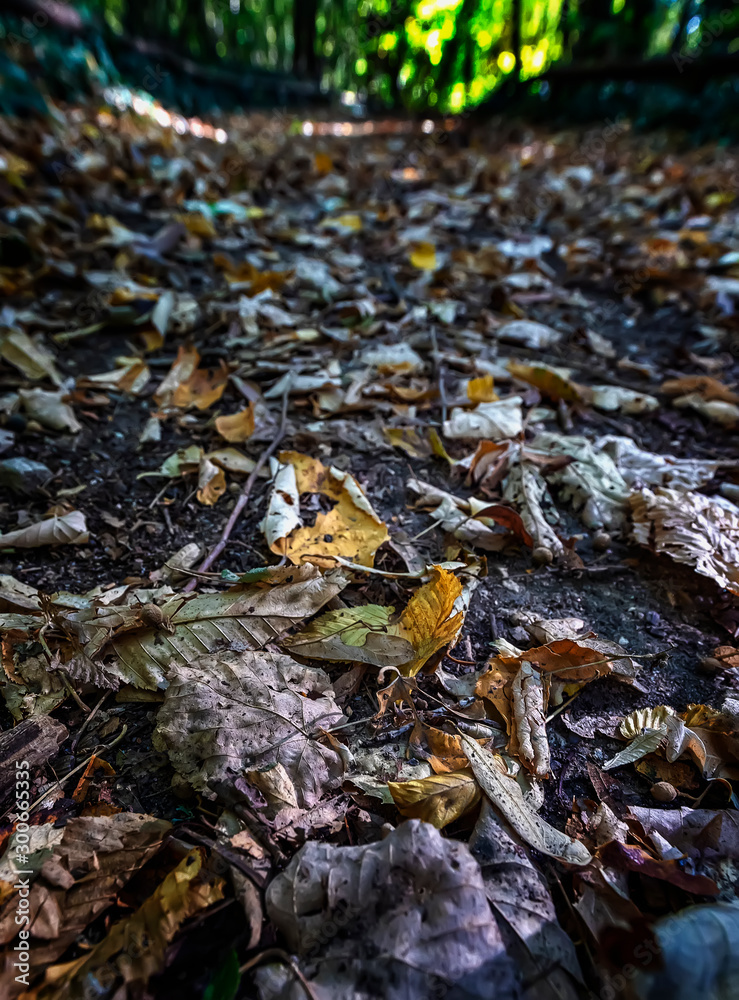 Autumn landscape - park trees and fallen autumn leaves in a park. Selective focus at the foreground. Autumn landscape - park trees and fallen autumn leaves in a park. Selective focus at the foreground.