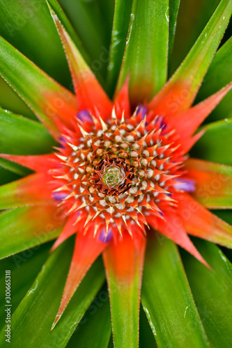 Colours of wild pineapple plant