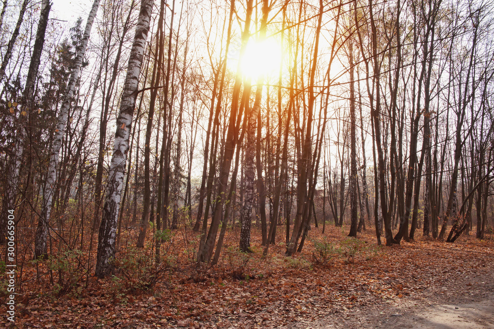 Fototapeta premium Autumn forest background, yellow leaves, leaf fall
