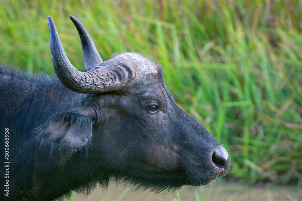 Portrait of a buffalo in the wilderness in Kenya/Africa. Wildlife, animal, portrait, photography, travel, bush, explore concept. Portrait of a buffalo in the wilderness in Kenya/Africa. Wildlife, animal, portrait, photography, travel, bush, explore concept.