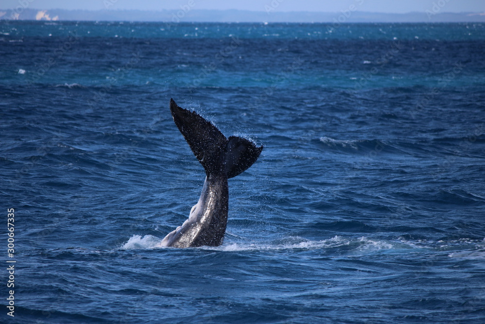 Fototapeta premium Australia wonder