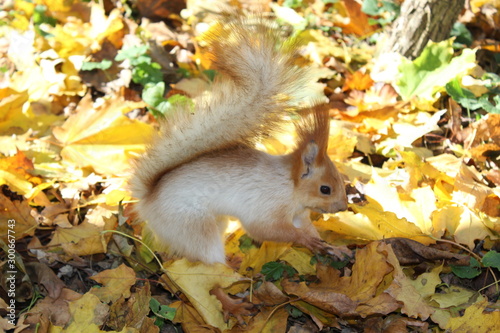 autumn squirrel in the park