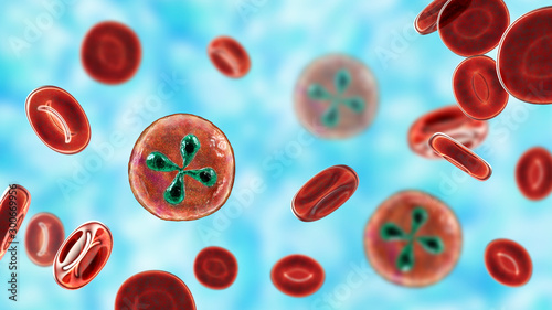 Babesia parasites inside red blood cell, the causative agent of babesiosis photo