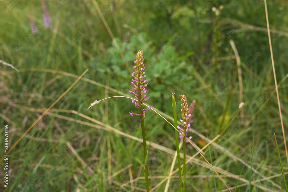 Gymnadenia conopsea