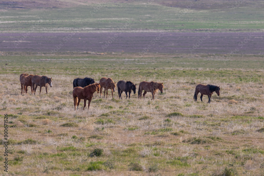 Herd of Wild Horses in Spring in Utah