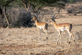 Antelopes from samburu kenya