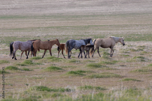 Herd of Wild Horses in Spring in Utah