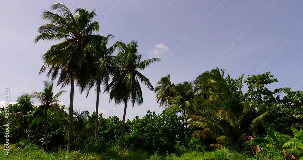 exotic palm trees in hot summer location, warm climate vegetation exotic palm trees in hot summer location, warm climate vegetation