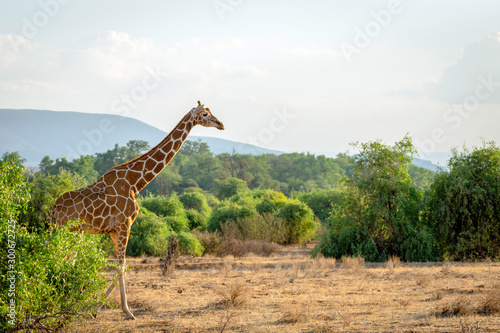 Giraffe from kenya africa